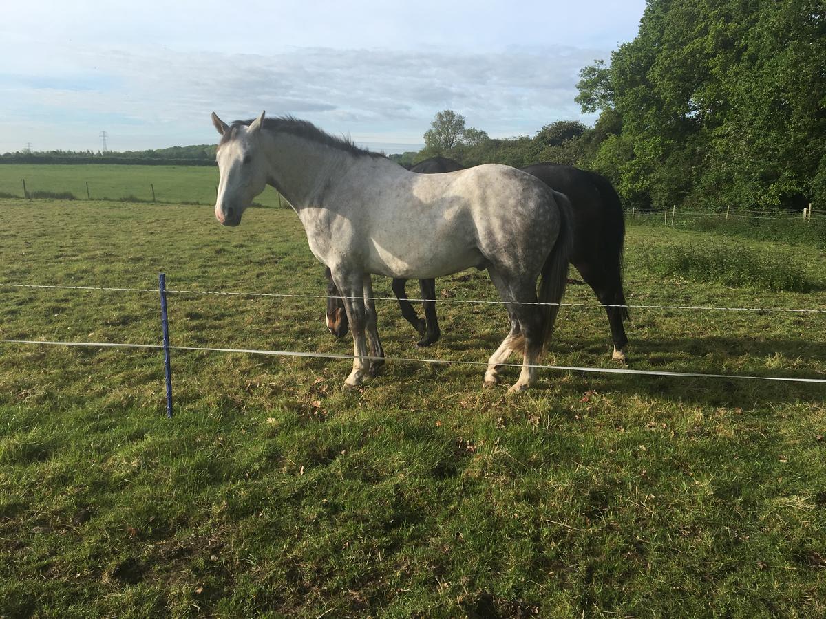 Bridleway Bed & Breakfast Hackthorn Eksteriør bilde